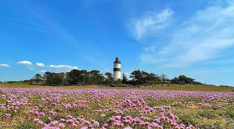 Bild på Morupos tånge med en blomsteräng i förgrunden